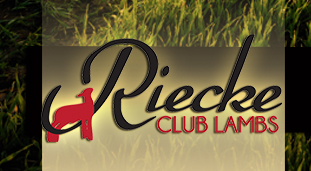 Riecke Club Lambs