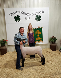 Riecke Club Lambs Winners