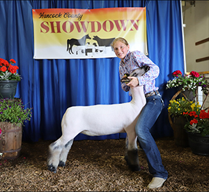Riecke Club Lambs Winners