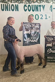 Riecke Club Lambs Winners