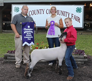 Grand Champion EweChristian County