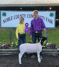Grand Breeding Ewe Union County