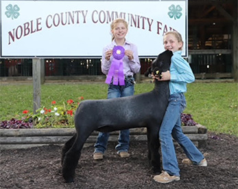 Grand Breeding Ewe Union County