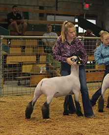 Riecke Club Lambs Winners
