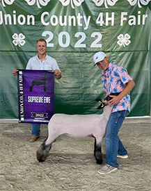 Grand Breeding Ewe Union County