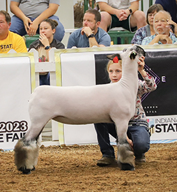 Riecke Club Lambs Winners