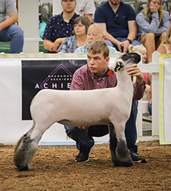Riecke Club Lambs Winners