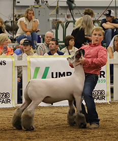 Riecke Club Lambs Winners
