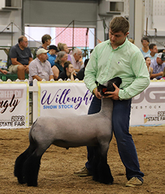 Riecke Club Lambs Winners