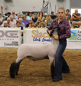 Riecke Club Lambs Winners