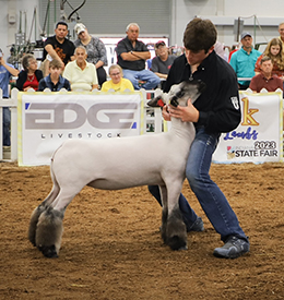 Riecke Club Lambs Winners