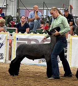Riecke Club Lambs Winners