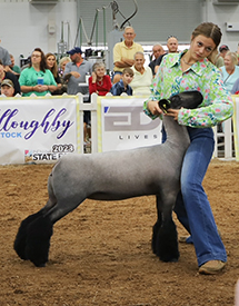 Riecke Club Lambs Winners