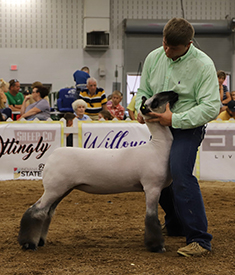 Riecke Club Lambs Winners