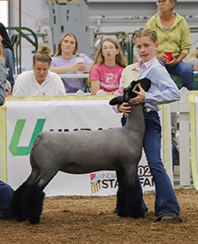 Riecke Club Lambs Winners