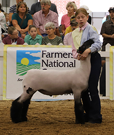 Riecke Club Lambs Winners