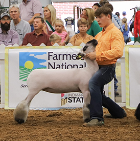 Riecke Club Lambs Winners
