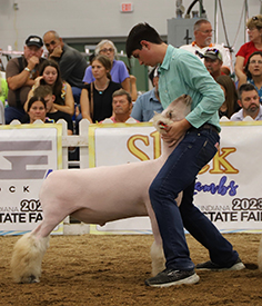 Riecke Club Lambs Winners