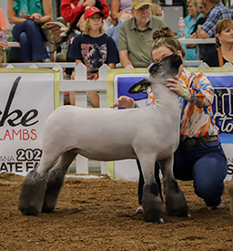 Riecke Club Lambs Winners