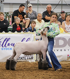 Riecke Club Lambs Winners