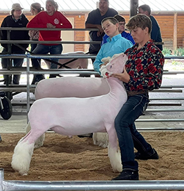 Riecke Club Lambs Winners
