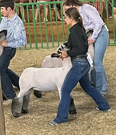 Riecke Club Lambs Winners